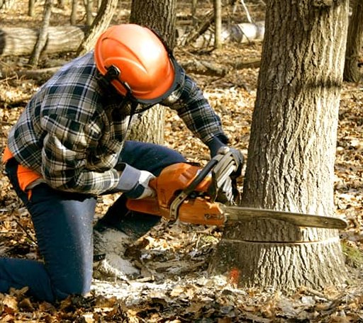 Tree Removal in Briggs, TX